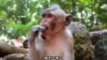Brother Monkey has a parasite growing on his chin. Anyone who has a monkey wants to rush to eat it. It looks like it is about to explode #神秘宝宝在摇音 #Monkey #animalworld #wild monkey #wild animal zero distance ok
