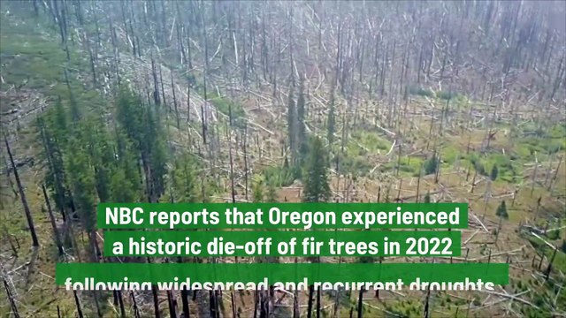 1.1 Million Acres of Dead Trees in Oregon Because of a Terrible Droughts