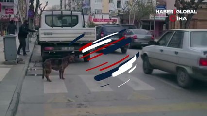 Yaya geçidini kullanan köpek şaşkına çevirdi