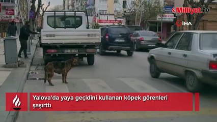 Yalova’da yaya geçidinin kullanan köpek şaşırttı