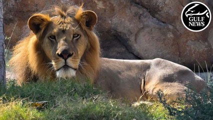 Inside look: Sharjah Safari Park