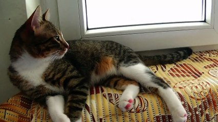 Kitten Rudolph Yawns after the New Year Party