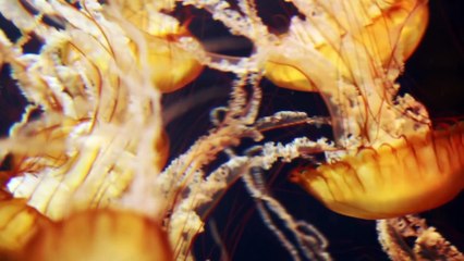 Beautifull Underwater view