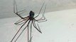 Un par de arañas patonas viven en el baño y forman una familia de insectos animales y mascotas
