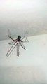 Un par de arañas patonas viven en el baño y forman una familia de insectos animales y mascotas