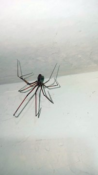 Un par de arañas patonas viven en el baño y forman una familia de insectos animales y mascotas