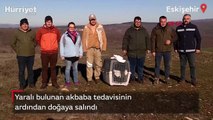 Yaralı bulunan akbaba tedavisinin ardından doğaya salındı