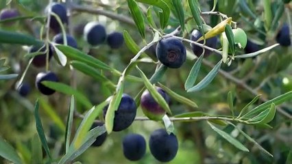 Fine anno all’insegna delle eccellenze del territorio, a Giuliana
