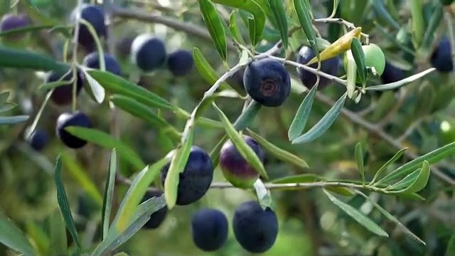 Fine anno all’insegna delle eccellenze del territorio, a Giuliana