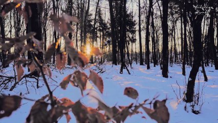 Danny-Boy | Instrumental Christmas Music With Peaceful Winter Ambience