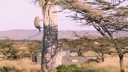 Big Cat Diary - Se1 - Ep06 HD Watch