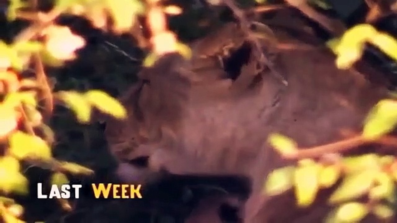 Big Cat Diary - Se1 - Ep07 HD Watch