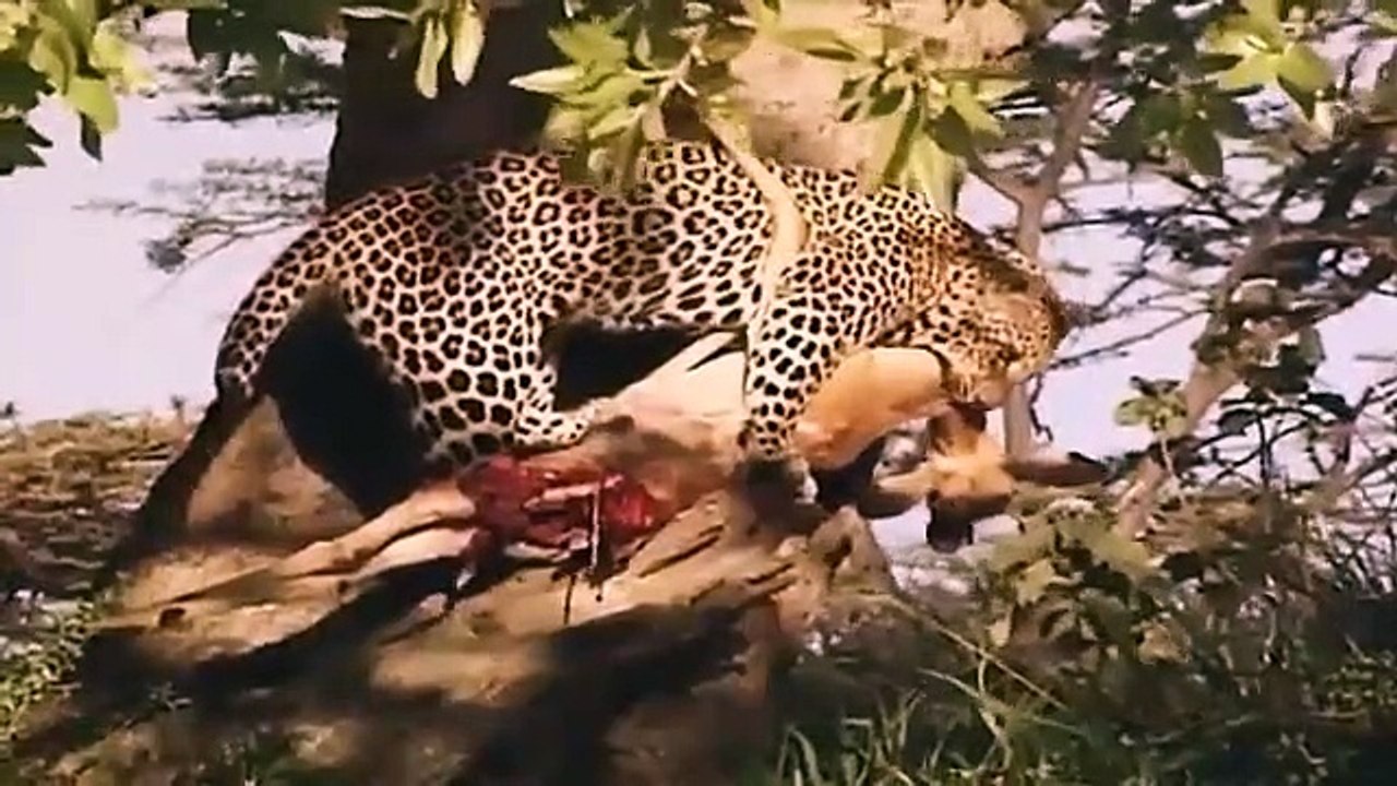 Big Cat Diary - Se1 - Ep08 HD Watch