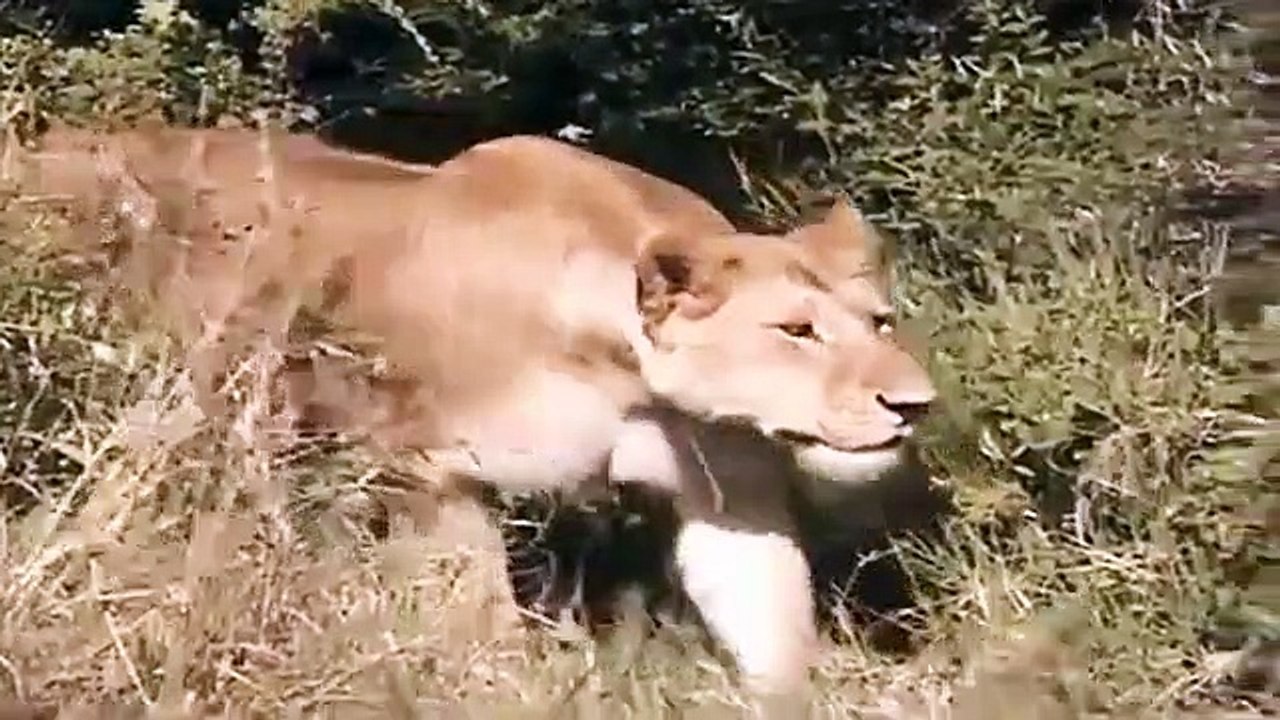 Big Cat Diary - Se1 - Ep11 HD Watch