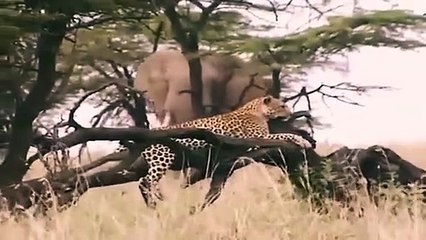 Big Cat Diary - Se1 - Ep12 HD Watch