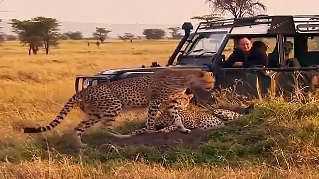 Big Cat Diary - Se2 - Ep03 HD Watch