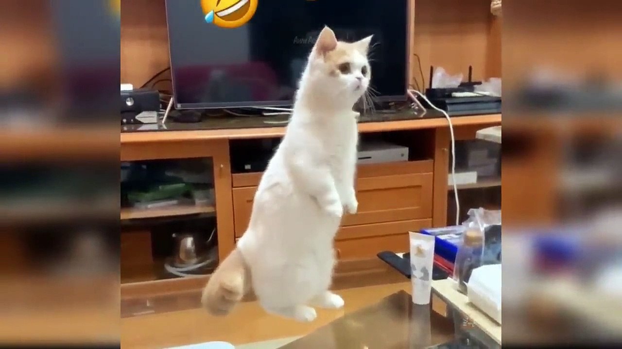 Baby Cats - Cute and Funny Cat Videos Compilation #6_Gss animals ...
