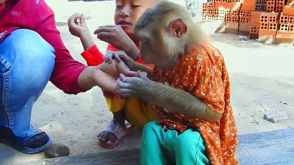 Real Life ! SokYaa & Friend Try Find A Lot Palm Seed & Eat At Home