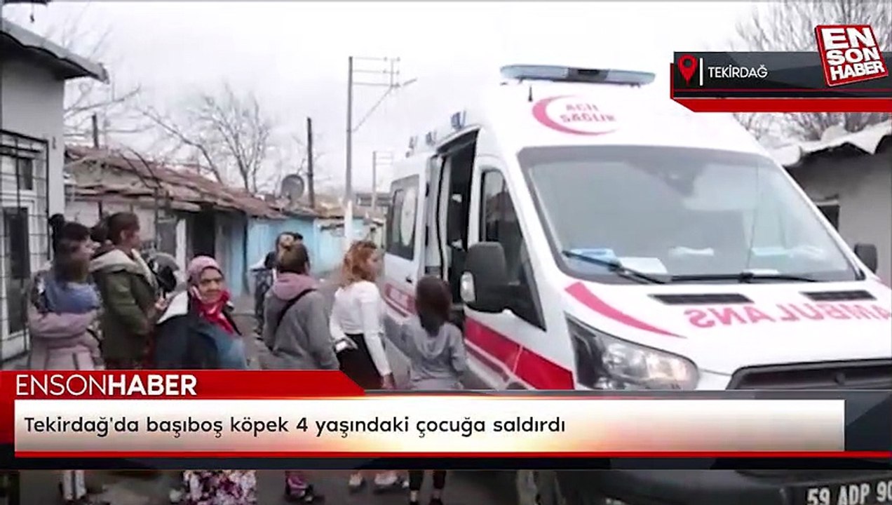 Tekirdağ'da başıboş köpek 4 yaşındaki çocuğa saldırdı