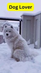 dog jumps at snow  |funny dogs videos |dogs #shorts #funny