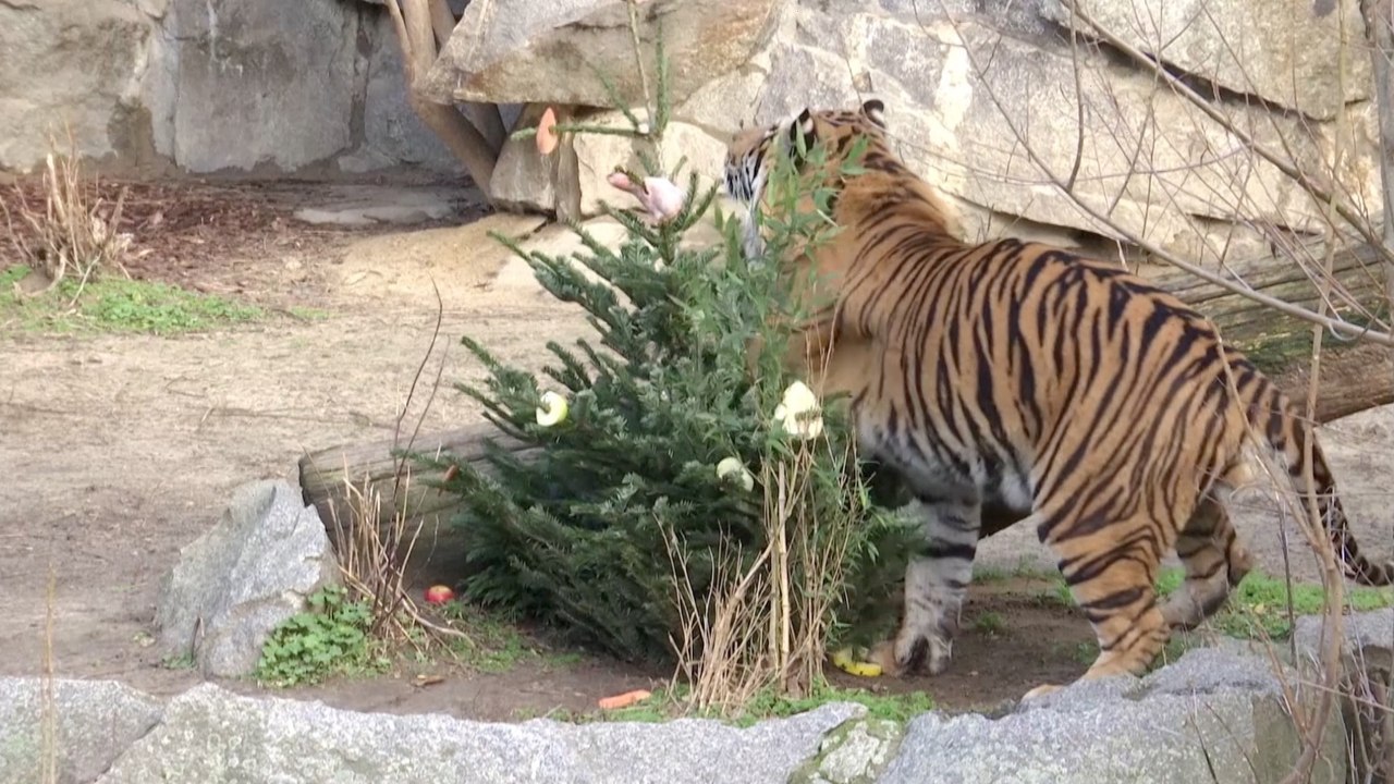 Animals Fetch Yummy Snacks From Berlin's Christmas Trees