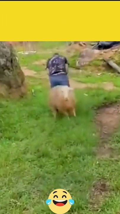 funny cat and dog