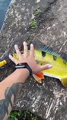Vídeo: Pescador pega peixe da Amazônia no Lago Igapó em Londrina