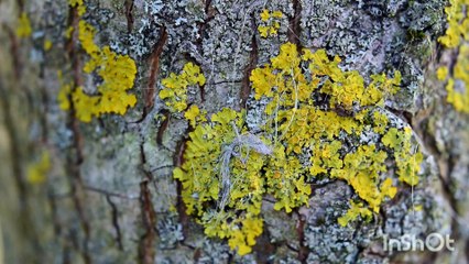 Stunning 4K Nature Video 🌿