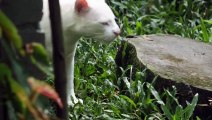 Hallazgo de primera ocelote albina alerta sobre deforestación en Colombia