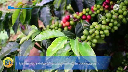 Vaticinan buen año para precios del café veracruzano