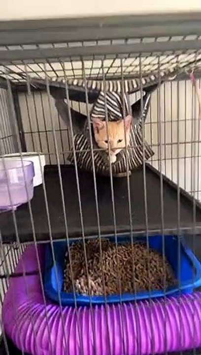 Kitten in the Ferret Cage