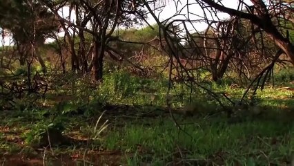 Unbelievable. Mongoose And Eagle Quickly Defeat Snake   Snake Helpless Against Eagle And Mongoose