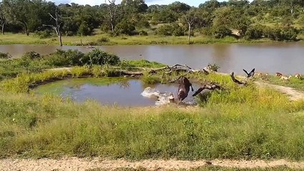OMG! Cheetah was Drinking Water Ambushed by Crocodile - Hard life of Predators