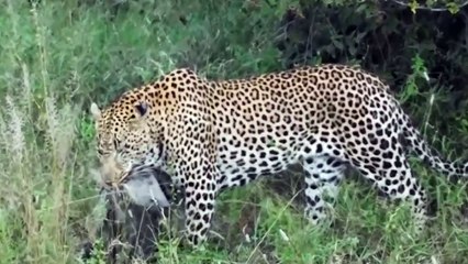 Leopard Attack And Eat Live Warthog  - Leopard vs Warthog , Lion, Wild dog, Buffalo, Crocodile