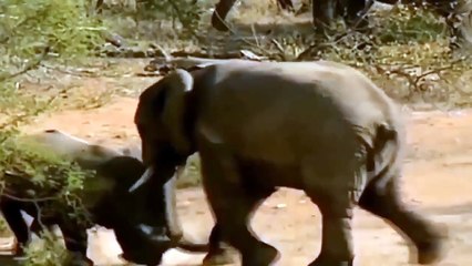 ELEPHANT Vs RHINO - The catastrophic battle of the Giants - Elephant attack 2021 - Lion vs Wild dog
