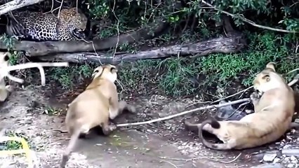 LEOPARD - The Top 5 Most Catastrophic Failures - Leopard vs Baboon, Hyena, Lion, Buffalo, Warthog