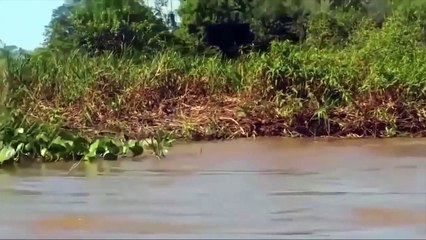 Leopard VS Crocodil Real Fight - Mother Wildebeest Try To Protect Her Baby From Leopard Hunting