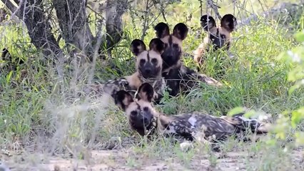 Terrific Battle Between A Couple Of Lions And Herd of Wild Dogs -  Cheetah vs Deer   Wild Battles