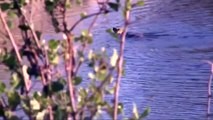 Impala's Underwater Fight with Wild Dogs and Hyenas - Hyenas Vs Wild Dogs Fierce Dispute