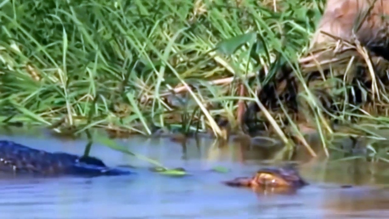 The Best Battle Of Crocodile vs Leopard - Crocodile vs Leopard - Crocodile vs Giraffe