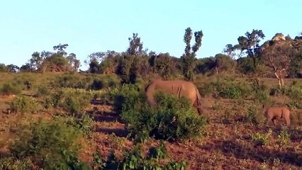 Oryx's Horn Is Cheetah's Fear Of Terror - Cheetah Became A Joke When Confronted With Oryx