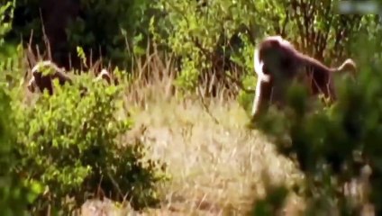 Watching NOW!!! Unacceptable actions from Baboon - Baboon steals the baby from the Impala