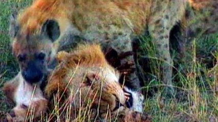 King Lion Revenge Hyena For Destroying Lioness, Epic Battle of Big Cat vs Hyenas   Lion vs Wild Dogs