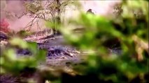 Help Mother buffalo Giving Birth In The Wild   Best Moment Animals Fight wild dog vs buffalo