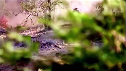 Help Mother buffalo Giving Birth In The Wild   Best Moment Animals Fight wild dog vs buffalo