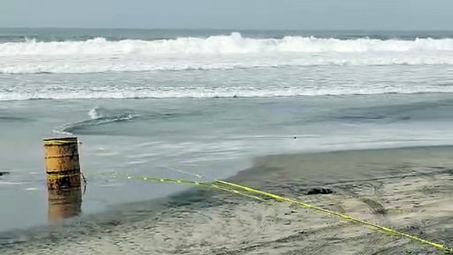 Lobo marino salió a descansar a Playas de Tijuana.