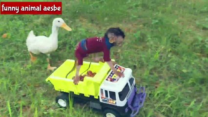 funny video of monkey and goose picking fruit