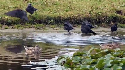 Sparrow hawk Vs Three Jackdaws In A Big Battle