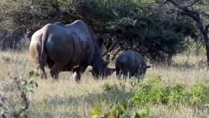 OMG ! Brave Rhino Desperately Resist Fierce Lion To Protect Its Baby - Rhinoceros vs Crocodiles