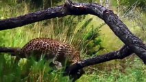 Catastrophic Battle Between Hungry Lion And Herd Of Baboons - Lioness vs Deer   Wild Fights